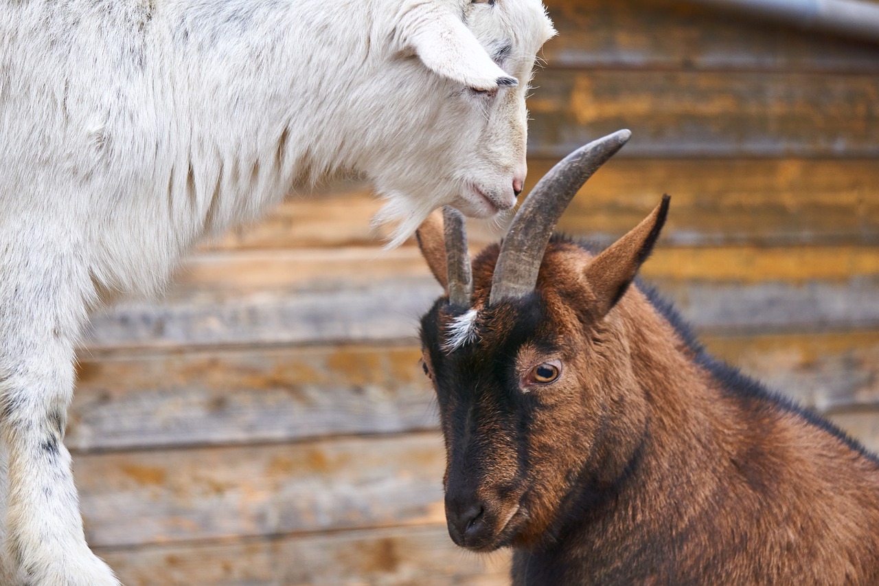Goats Fight Deals Bellows Get It All Free Image From