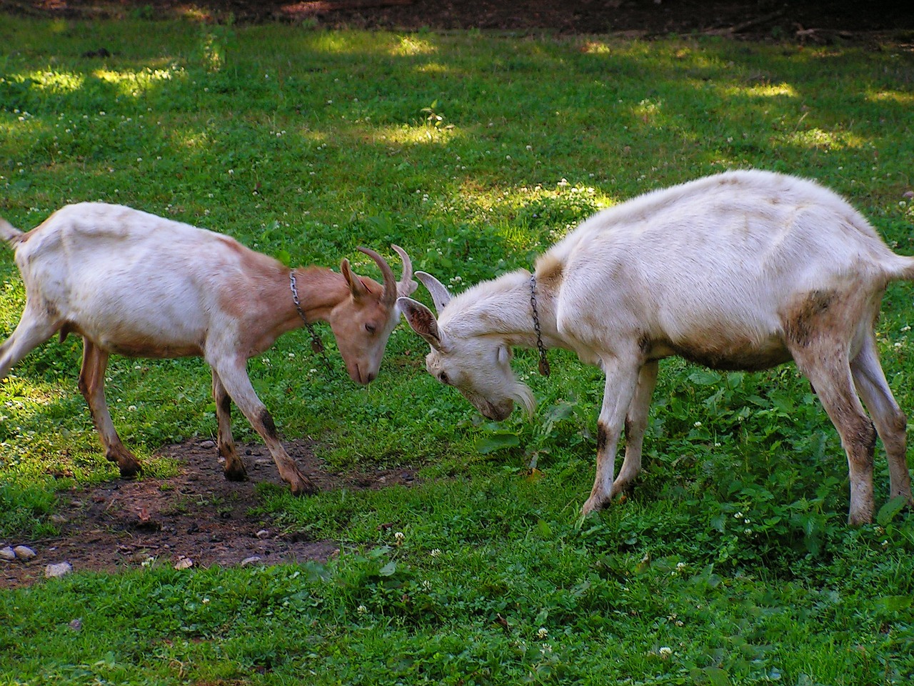 goats match corners free photo