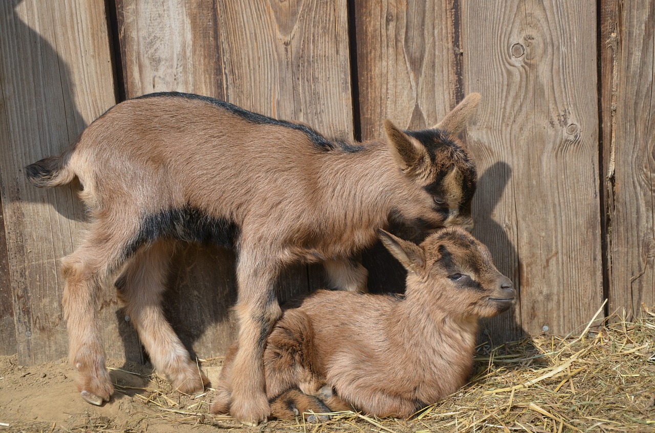 goats animals young animals free photo