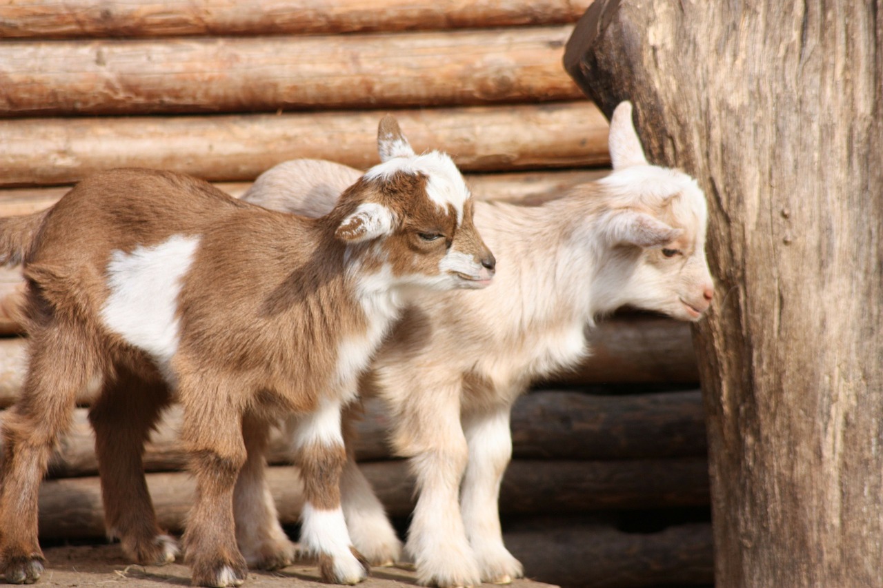 goats babies wildlife park free photo