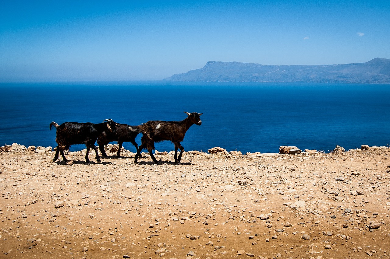 goats greece crete free photo
