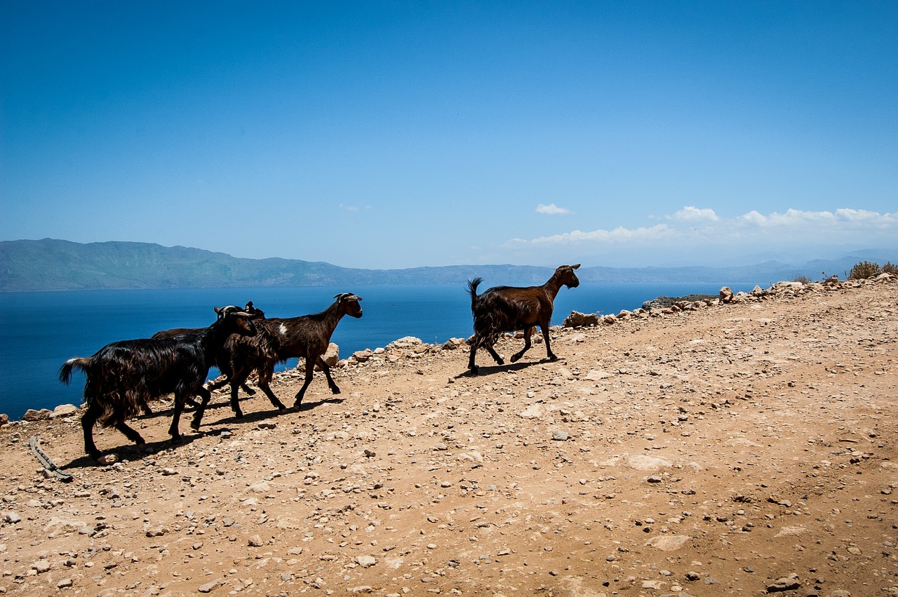 goats the stones greece free photo