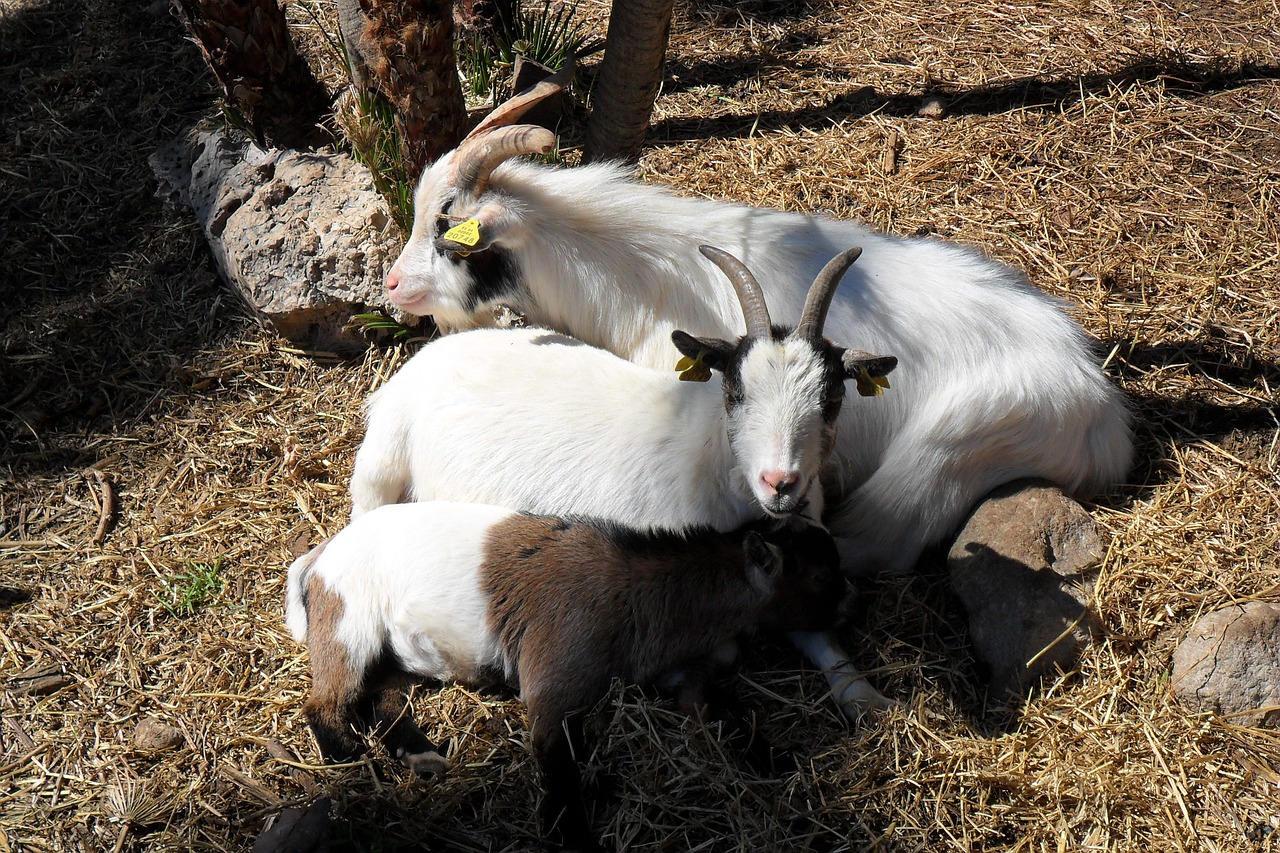 goats animals nature free photo