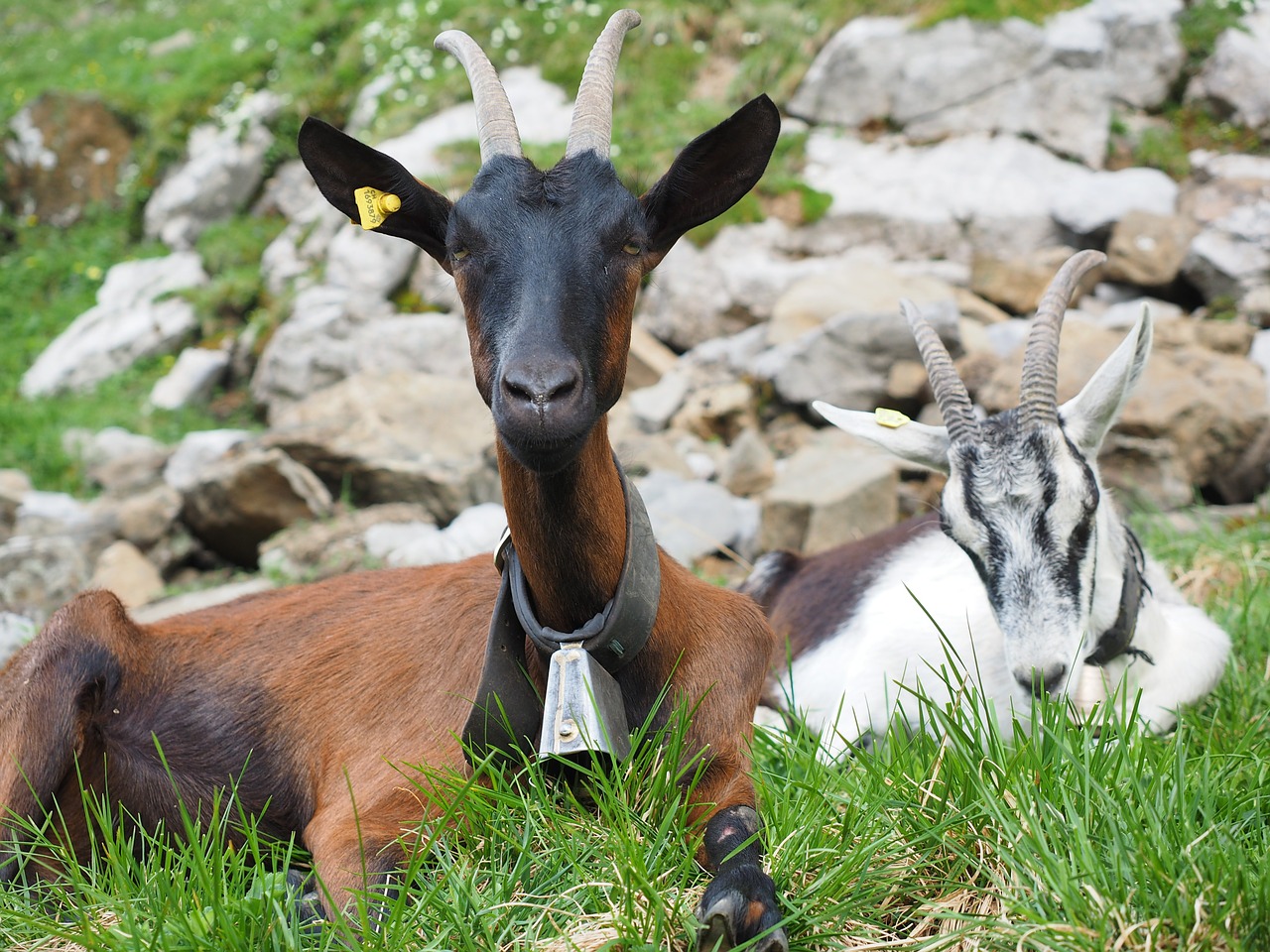 goats animals capra aegagrus hircus free photo