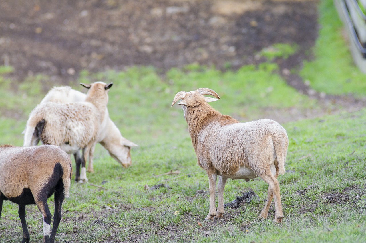 goats farm billy goat free photo