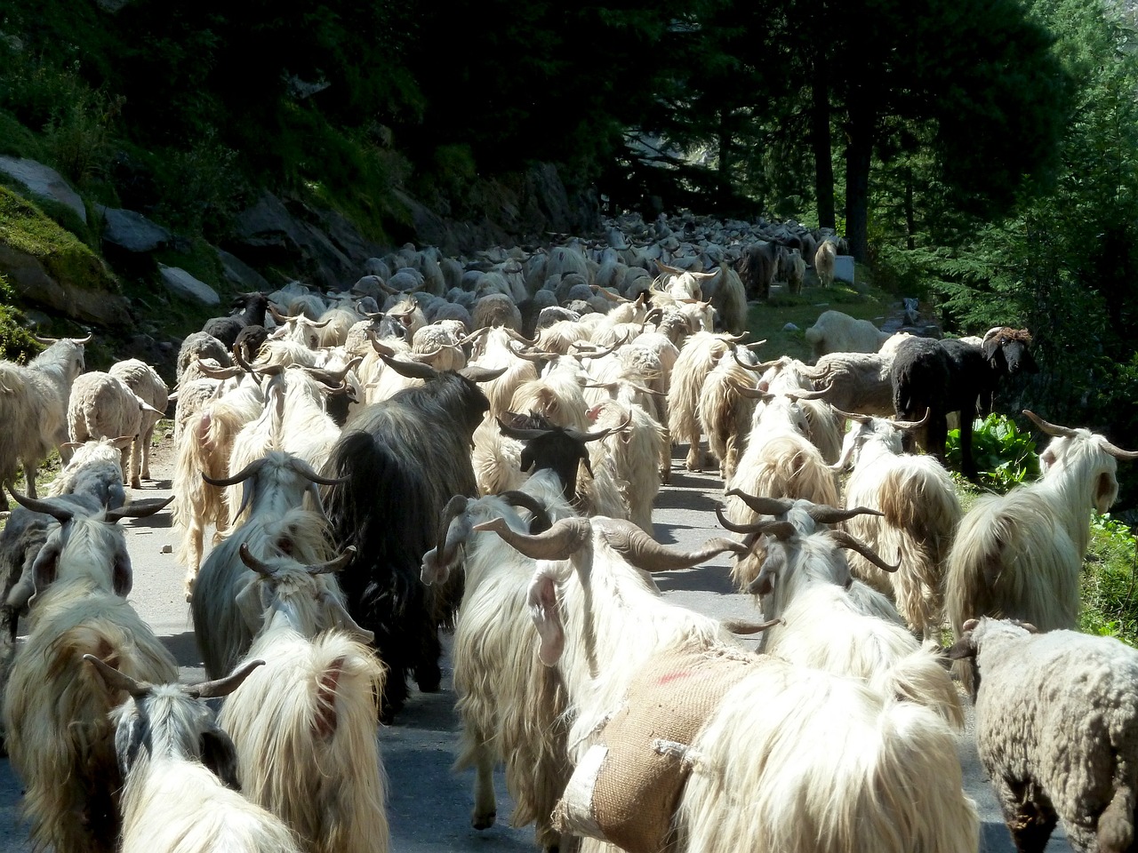 goats livestock herd free photo