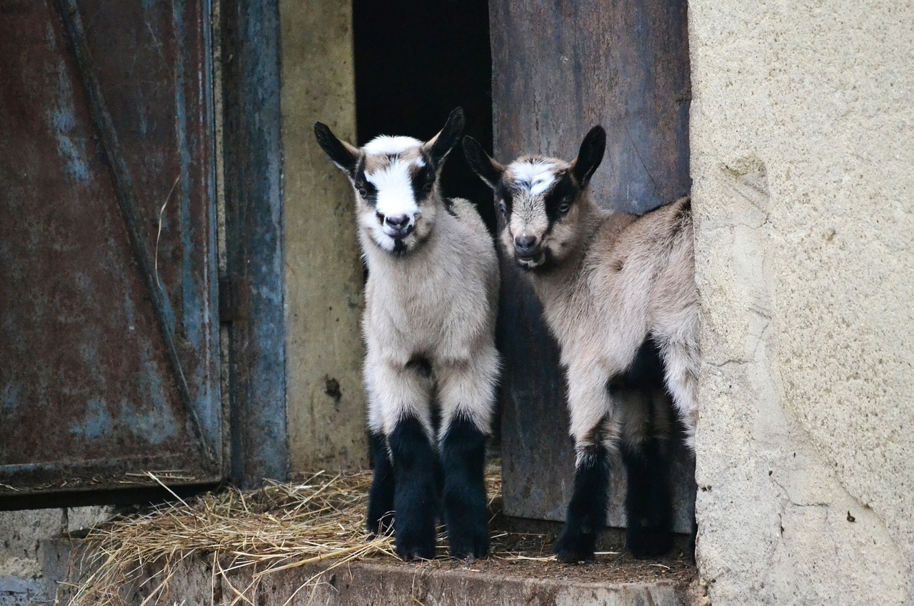 goats animals backyard free photo
