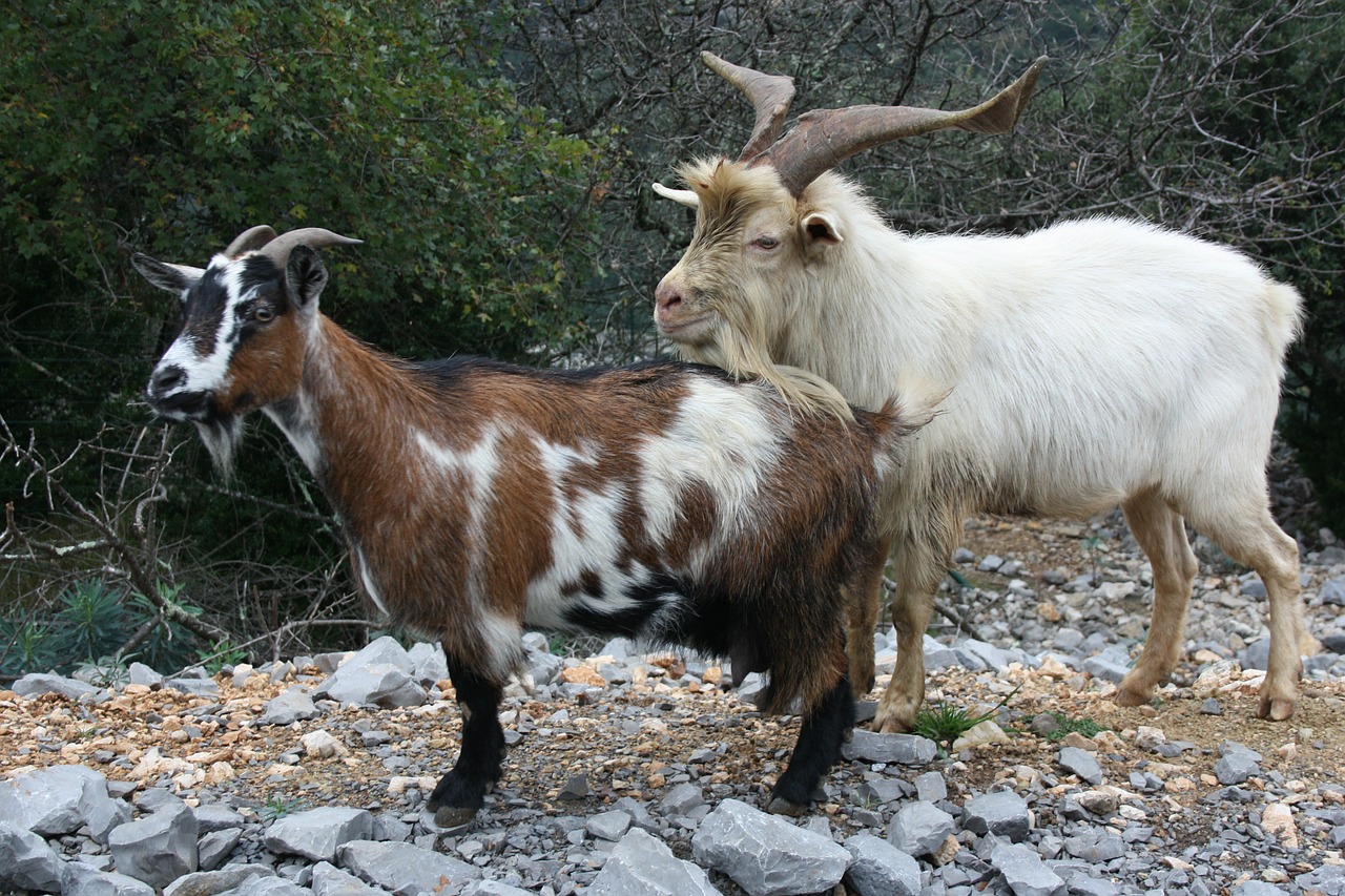 goats animals wild free photo