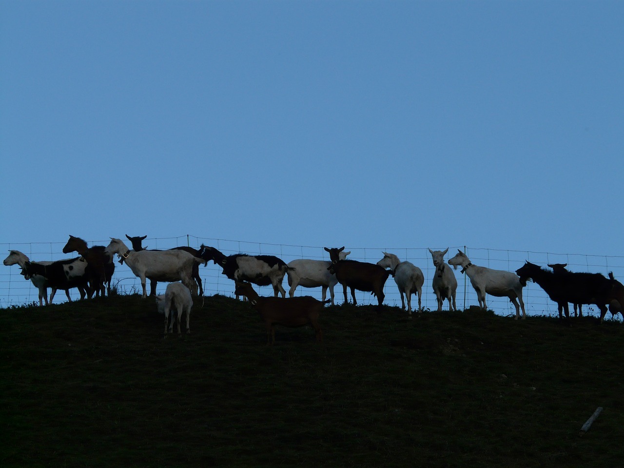 goats pasture animals free photo