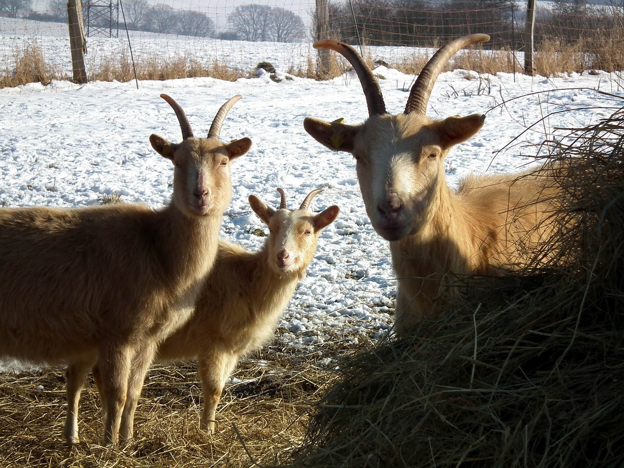 goats brown three free photo