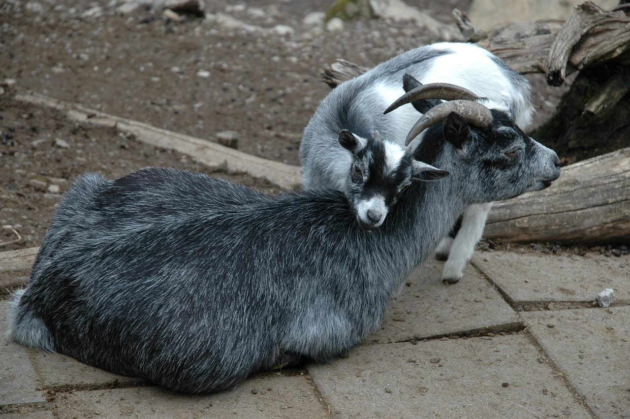 goats young smooch free photo