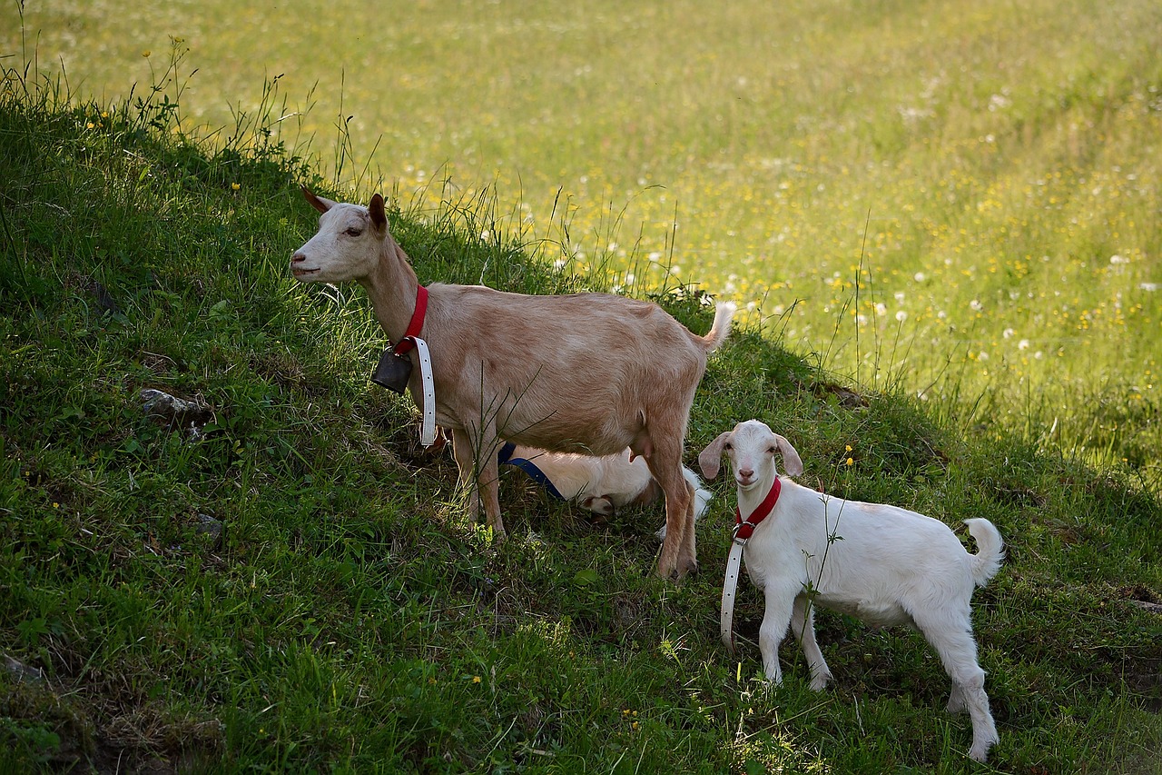 goats animals mammals free photo