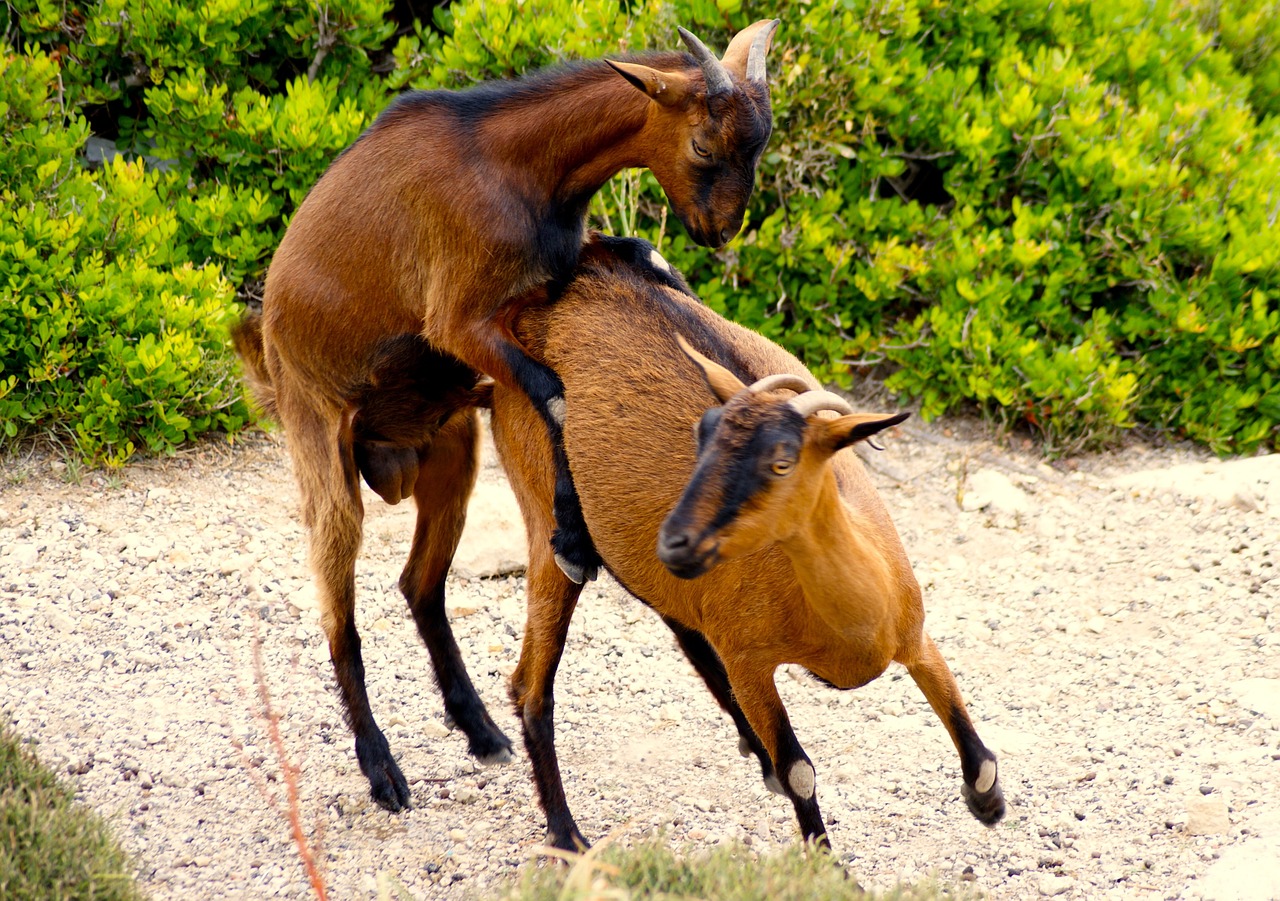 goats animals creature free photo