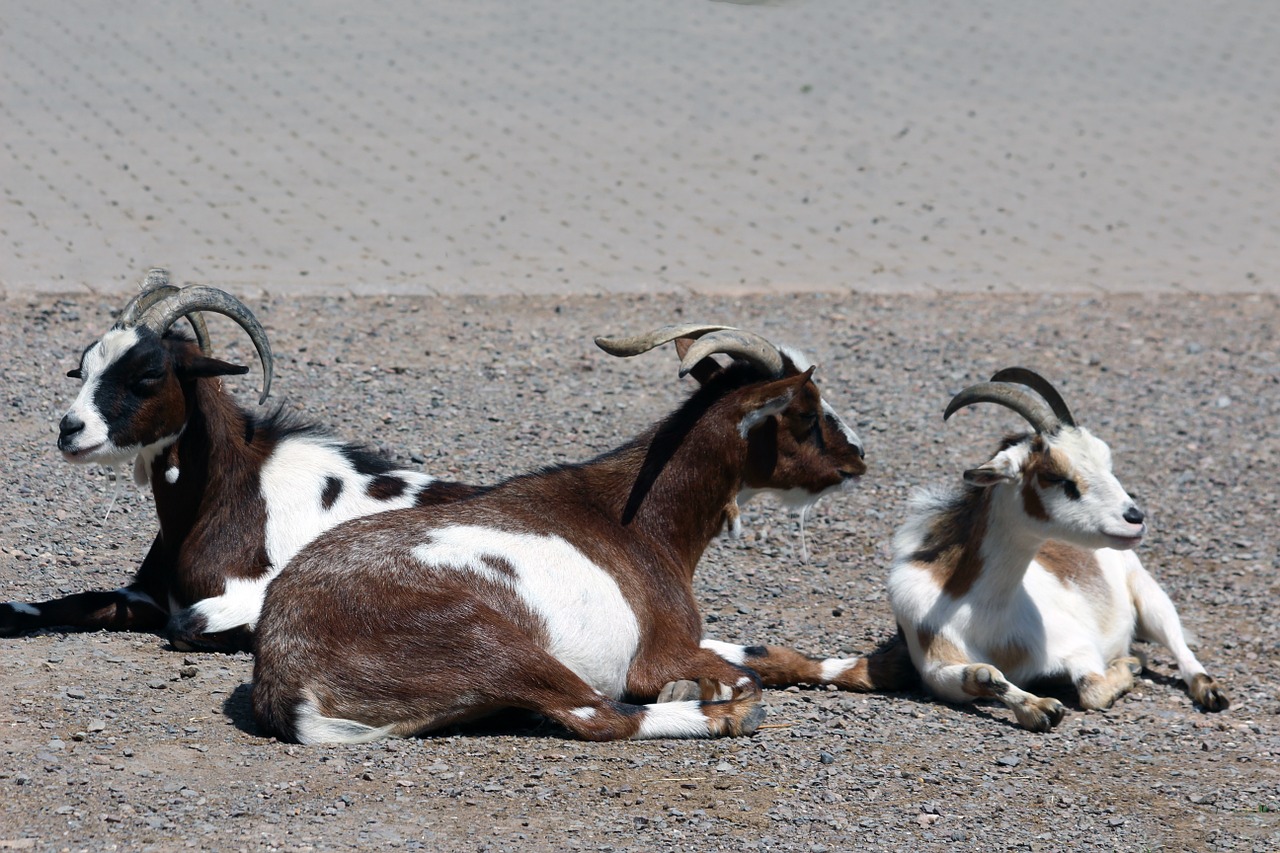 goats zoo animals free photo