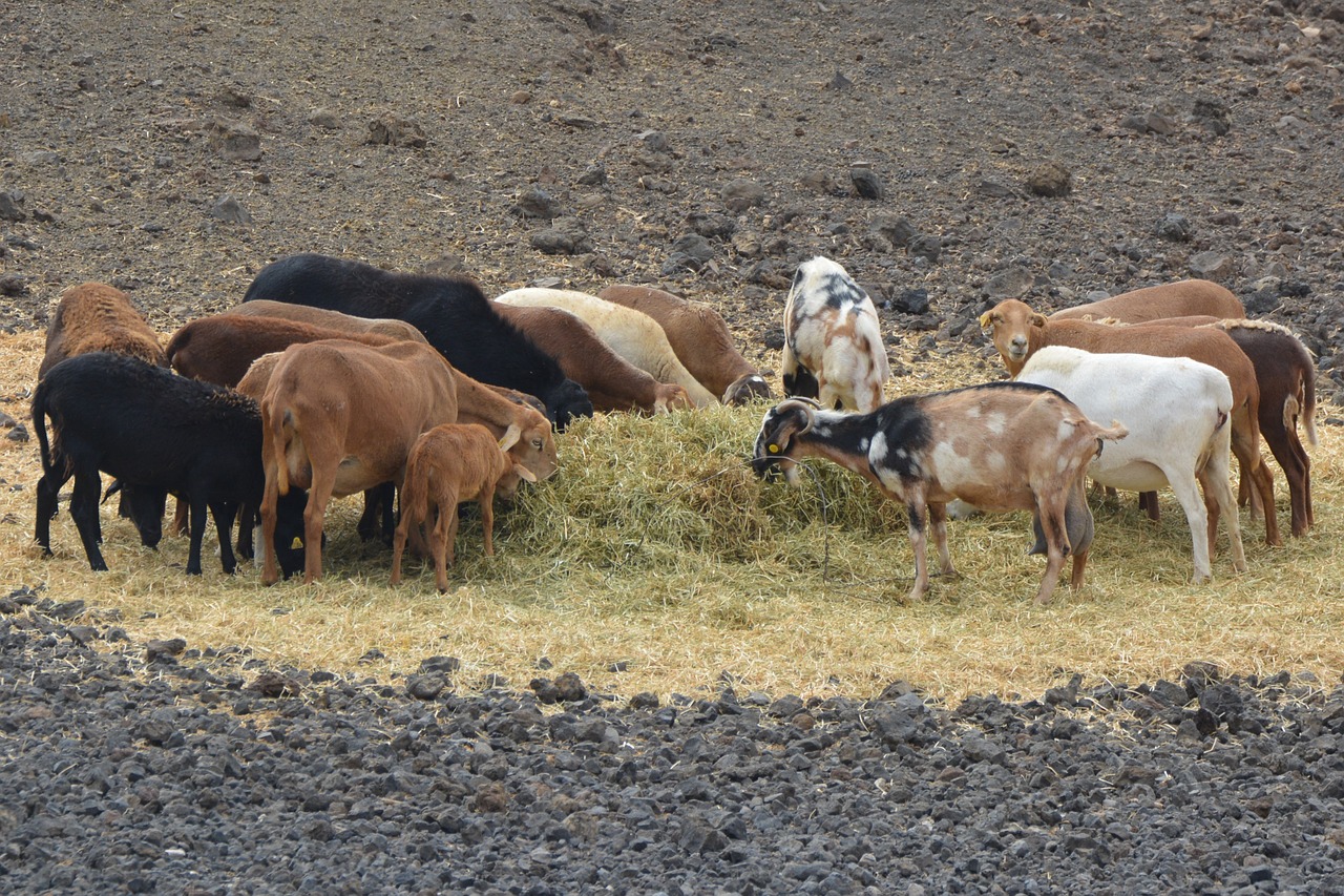 goats animals power supply free photo