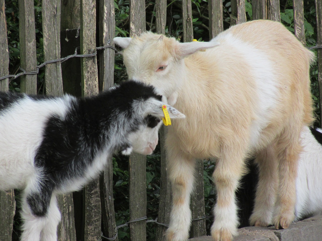 goats aachen zoo free photo