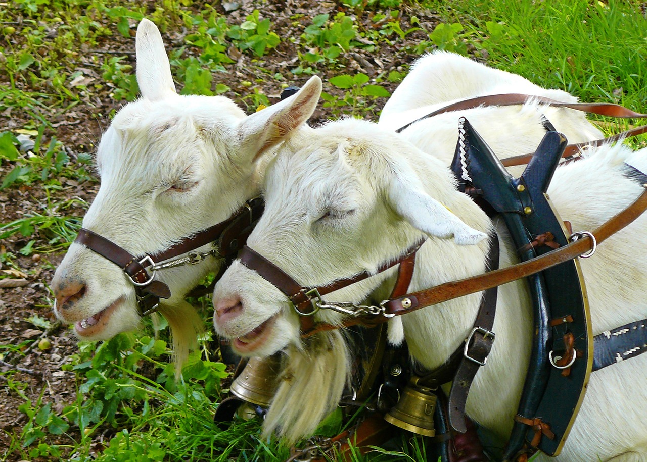 goats animals domestic goat free photo