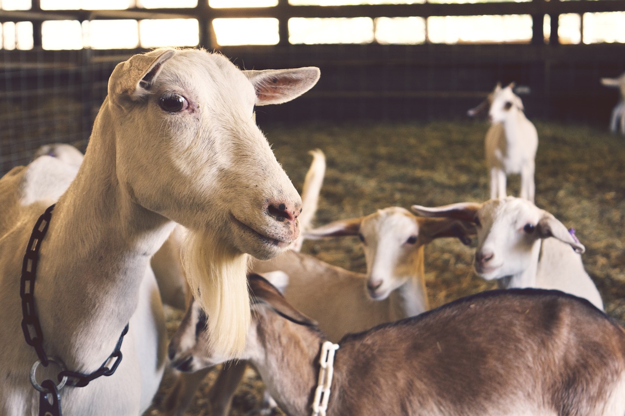 goats animals farm free photo