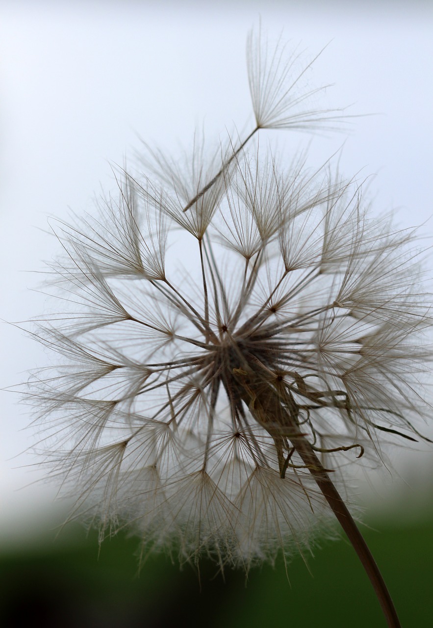 goat's-beard weed seeds free photo