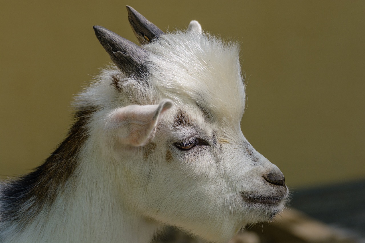 goat's head horns white free photo