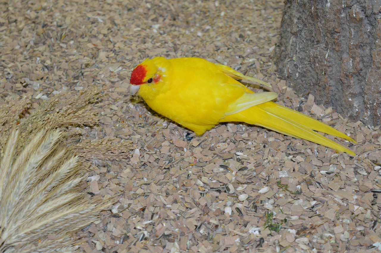 goats parakeet running parakeet yellow free photo