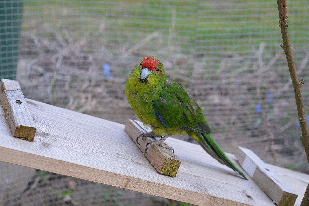 goats parakeet running parakeet green free photo