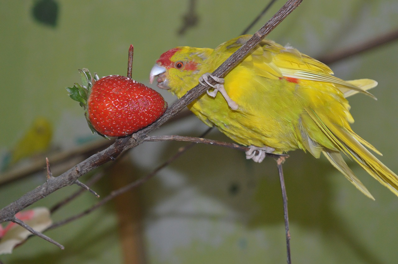 goats parakeet running parakeet ziervogel free photo