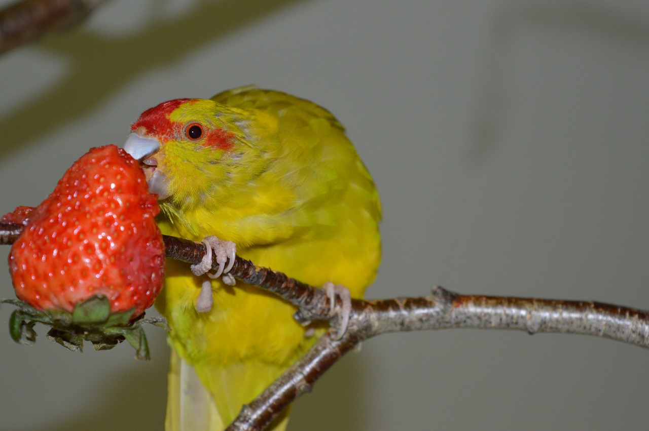 goats parakeet running parakeet eat free photo