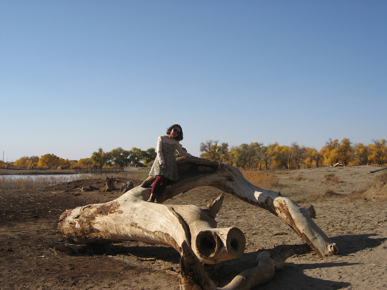 gobi populus ejina free photo