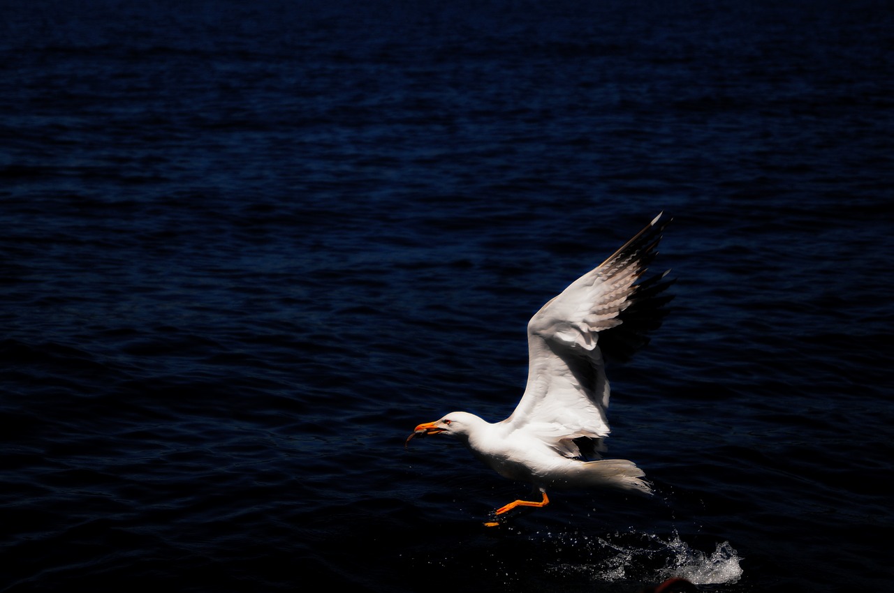 gocek boat type free photo