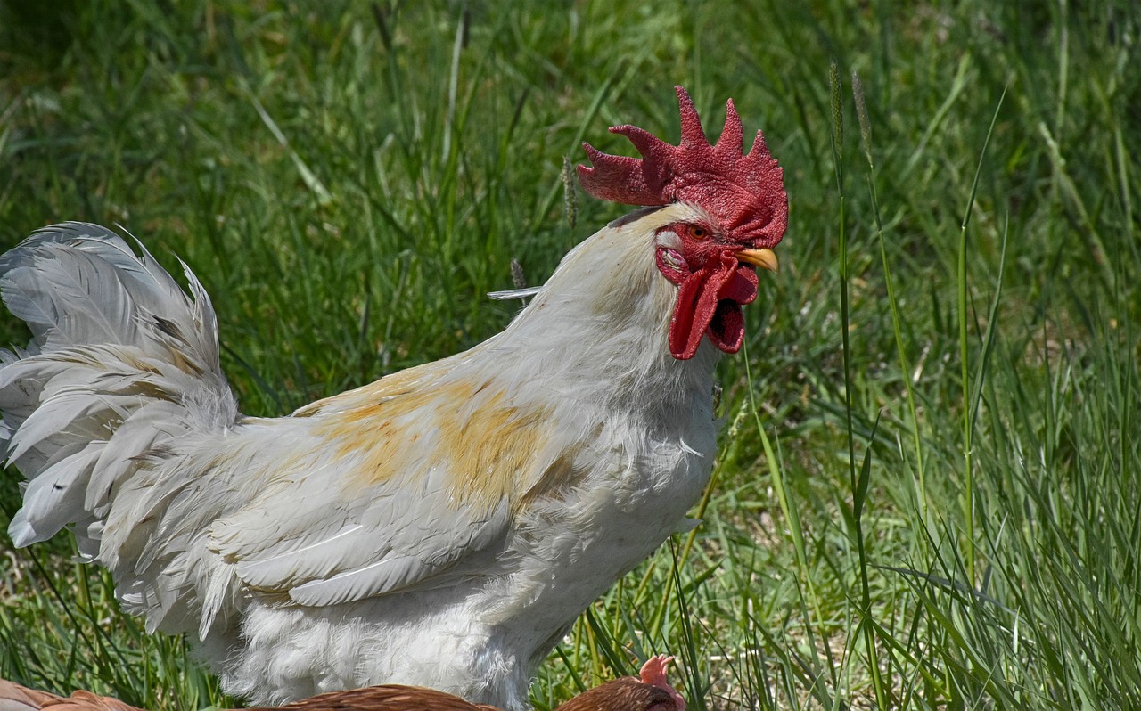 gockel  poultry  hahn free photo