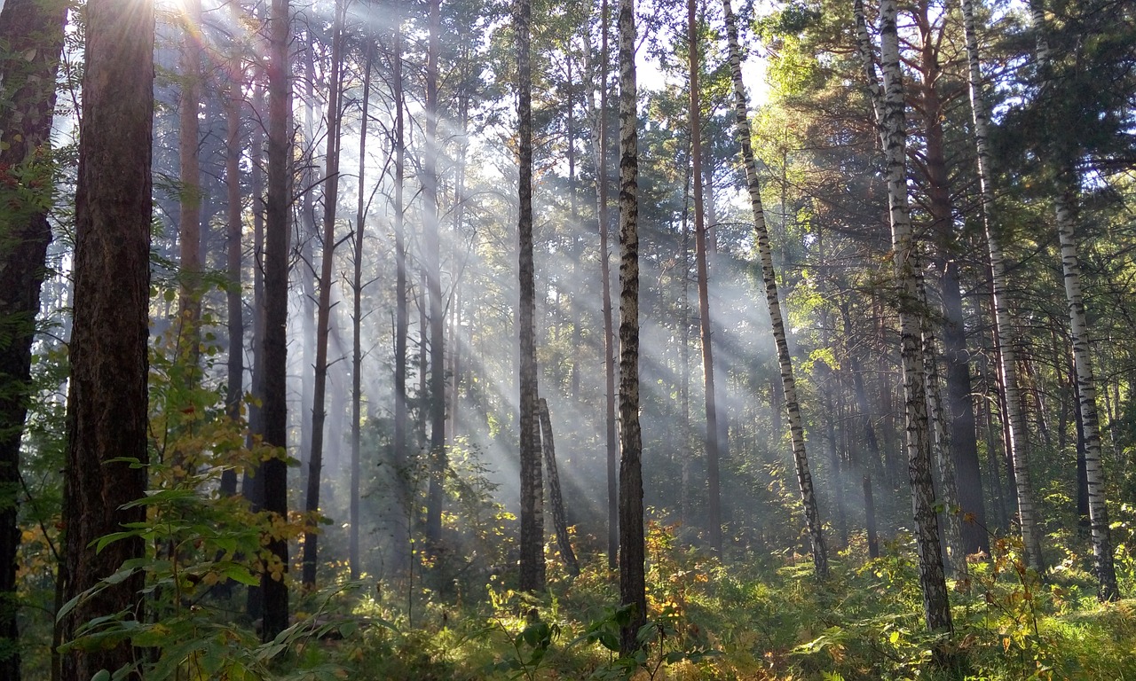 light forest the sun's rays free photo