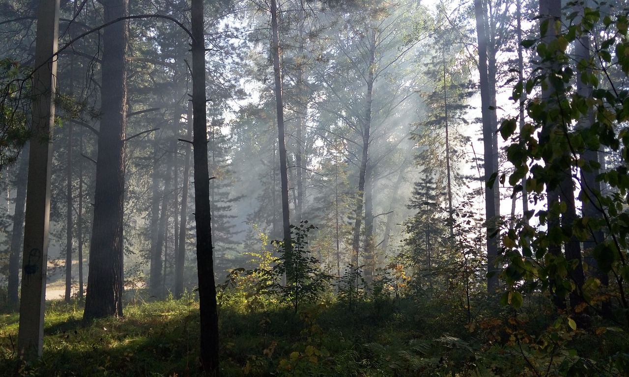 the sun's rays forest light free photo