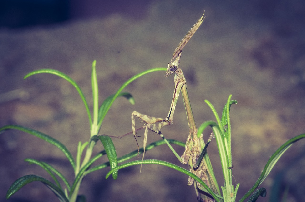 god worshipers insect macro free photo