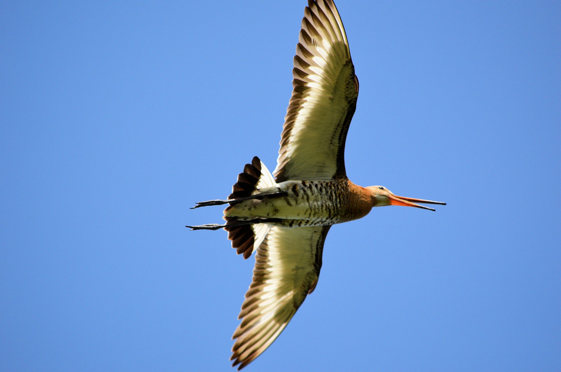 godwit bird fly free photo