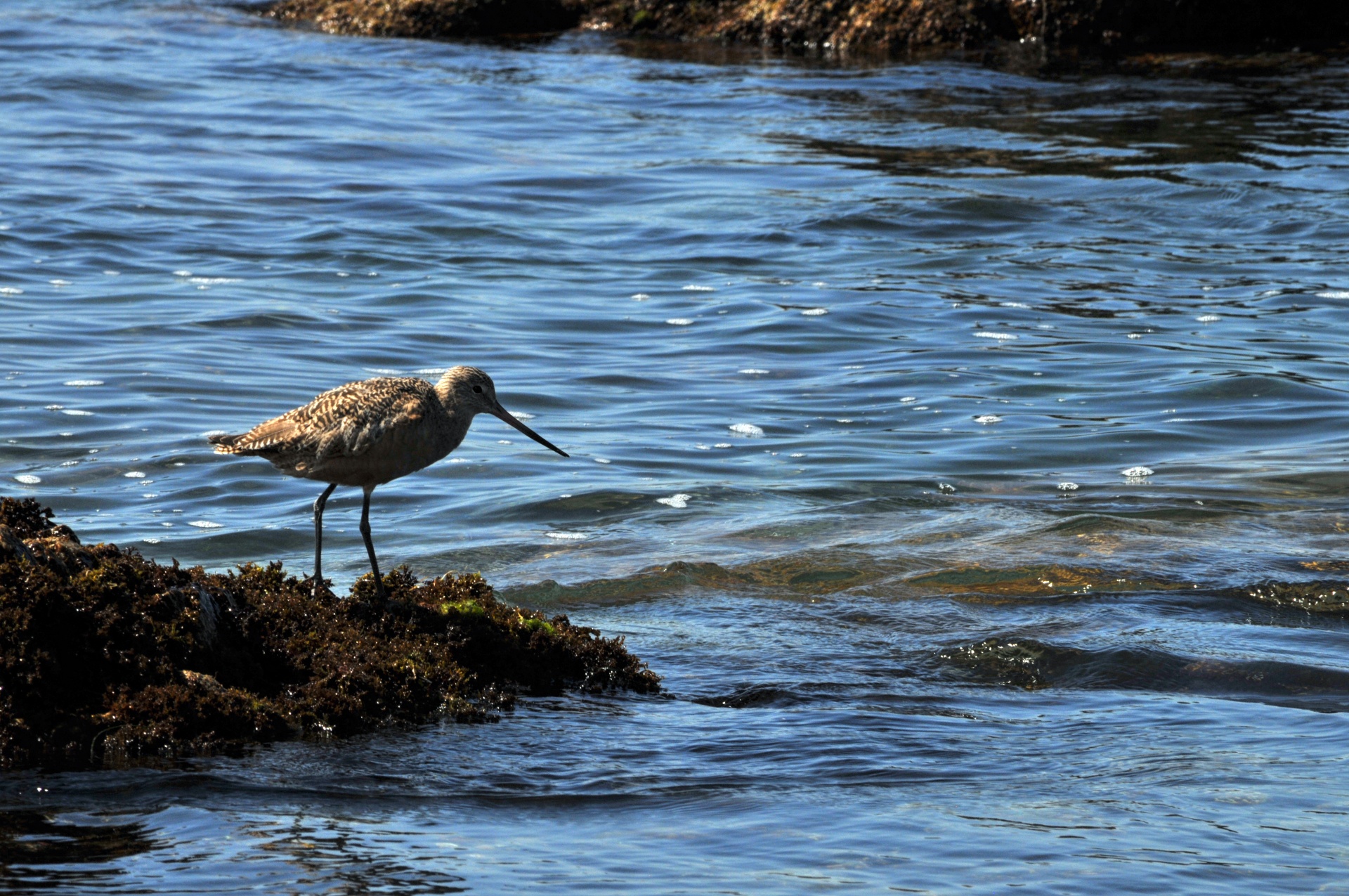 godwit godwits bird free photo