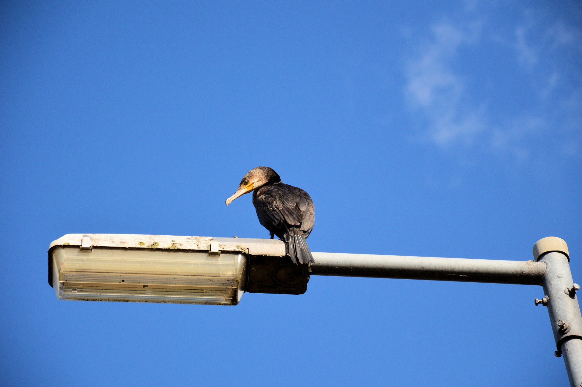 cormorant animal bird free photo