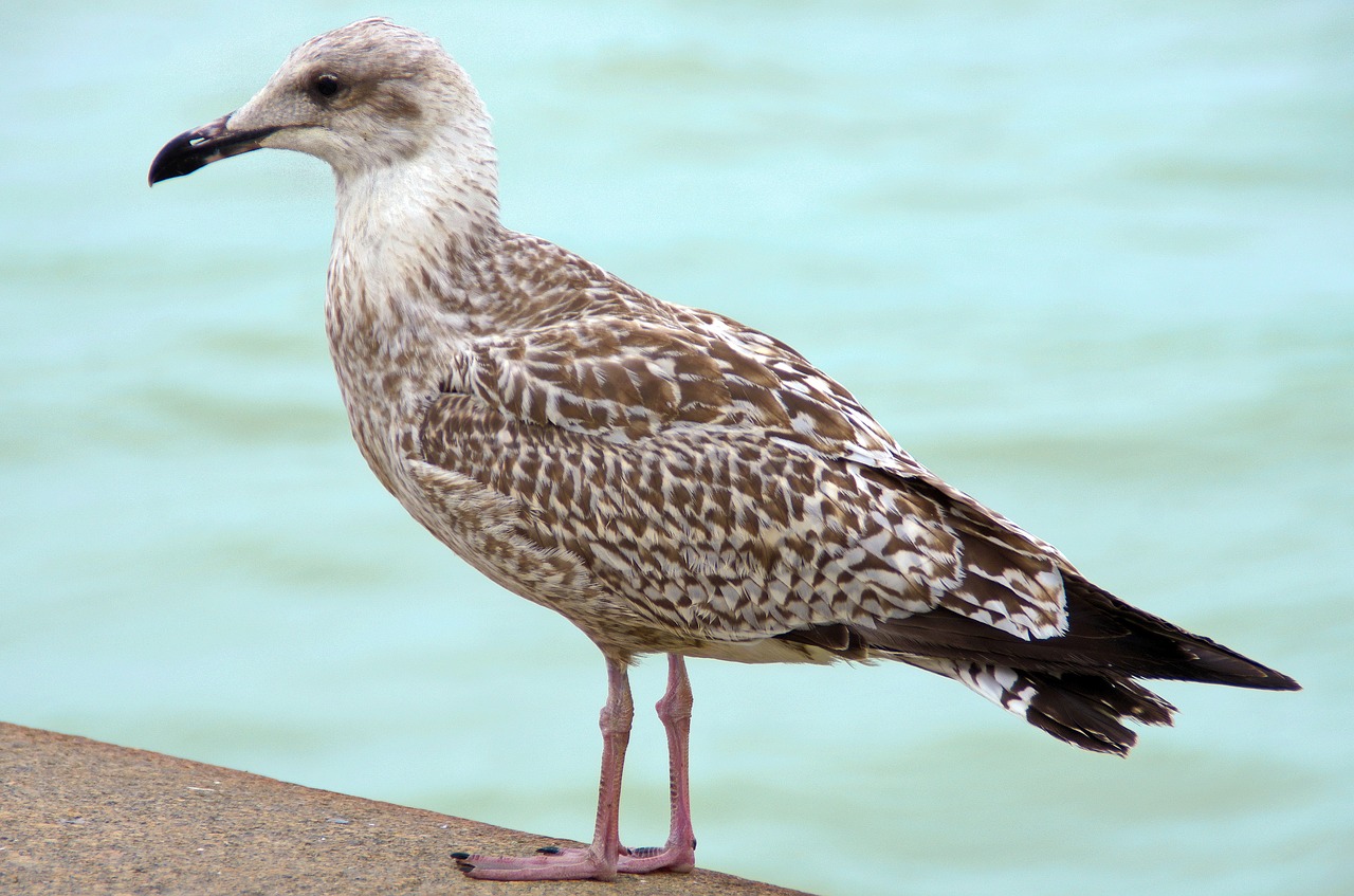 goëland laridé bird free photo