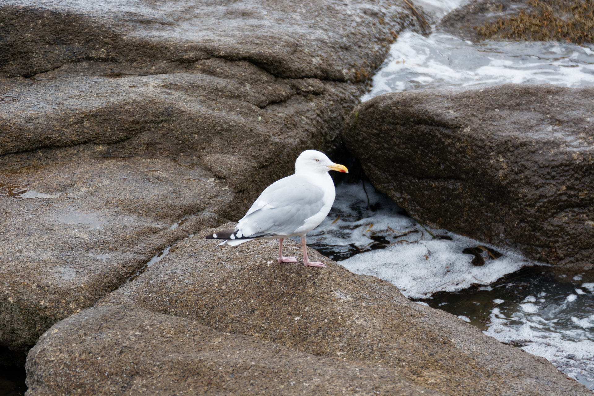 bird gull beak free photo