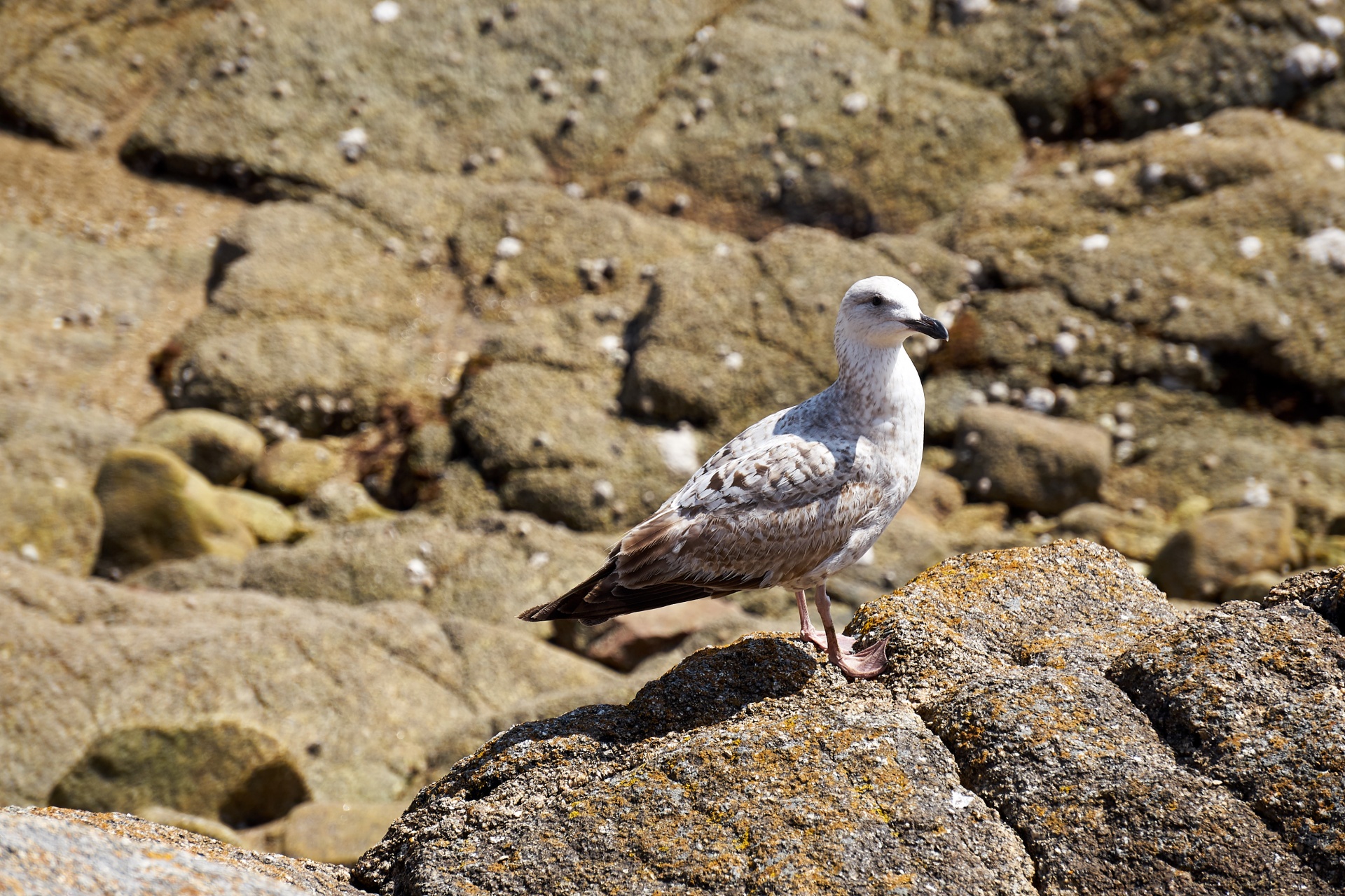 gull bird wildlife free photo