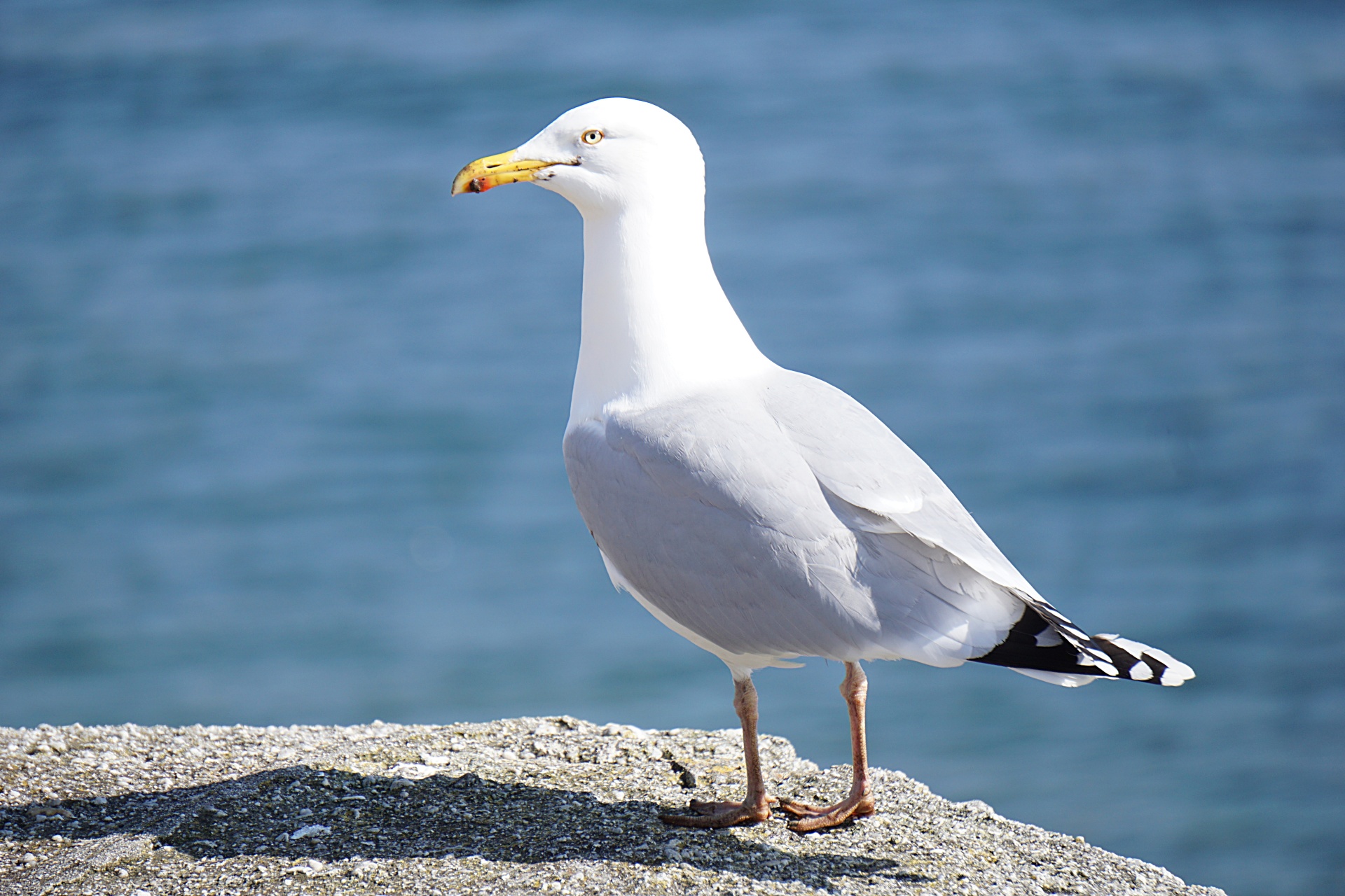 bird seagull wildlife free photo