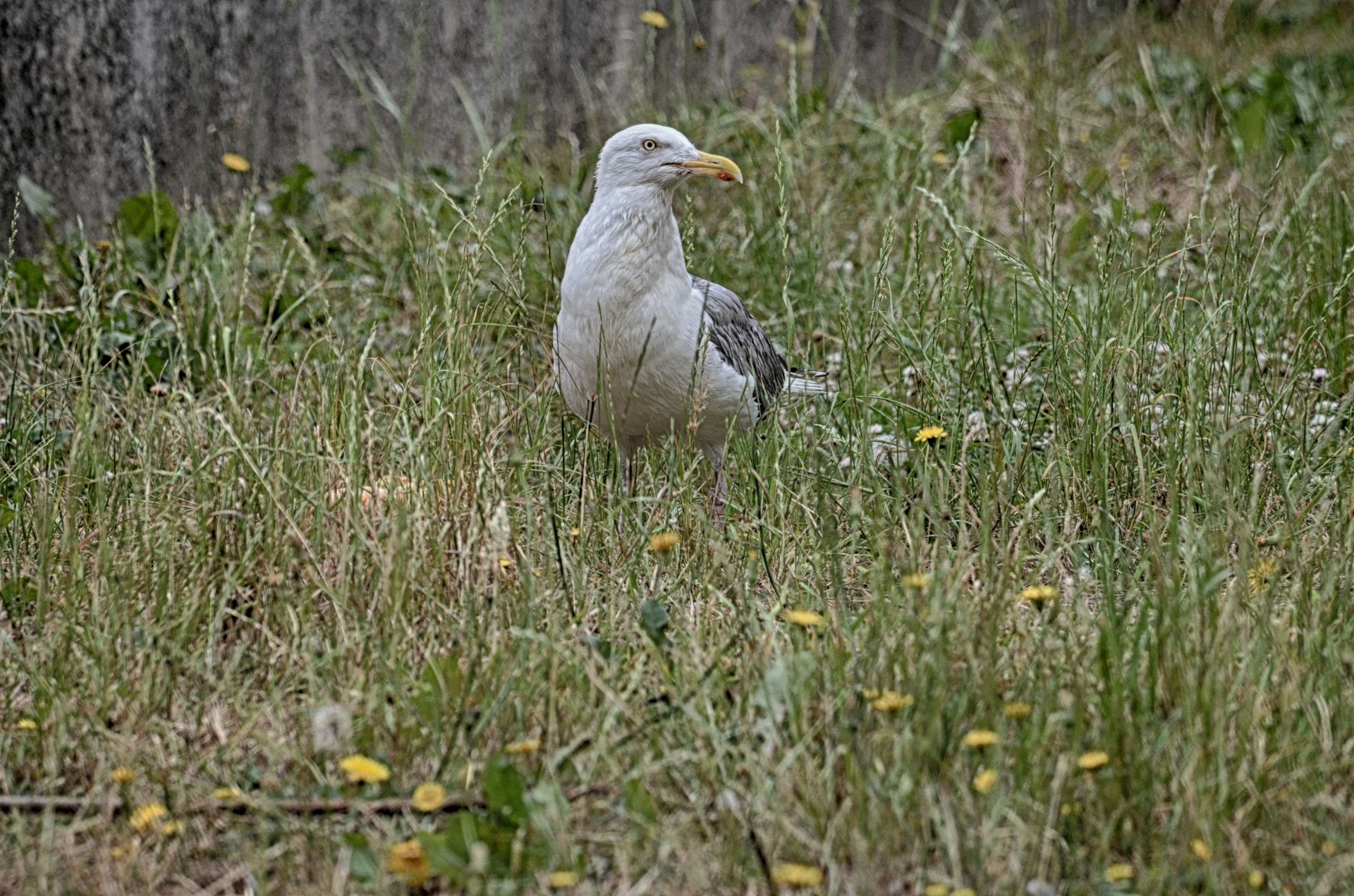 gull bird wildlife free photo