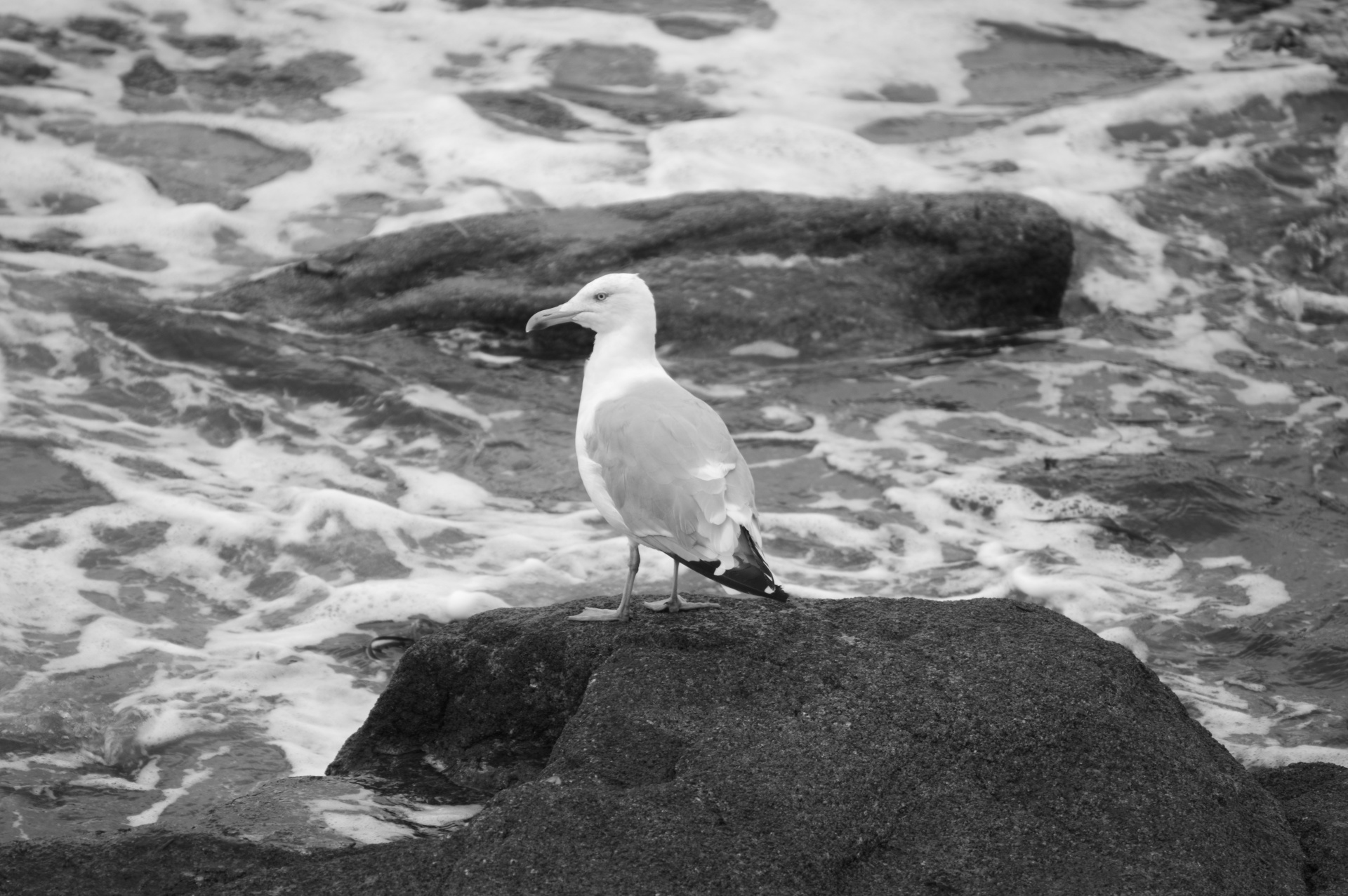 bird gull water free photo