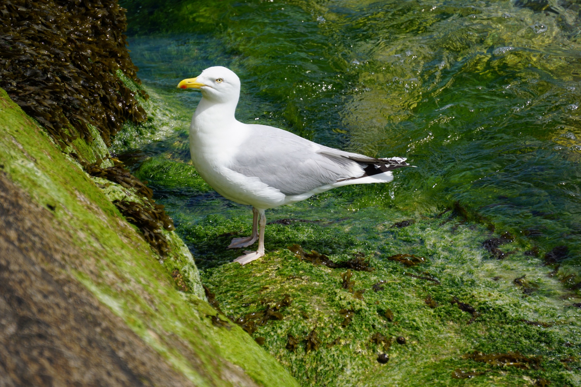 bird seagull wildlife free photo