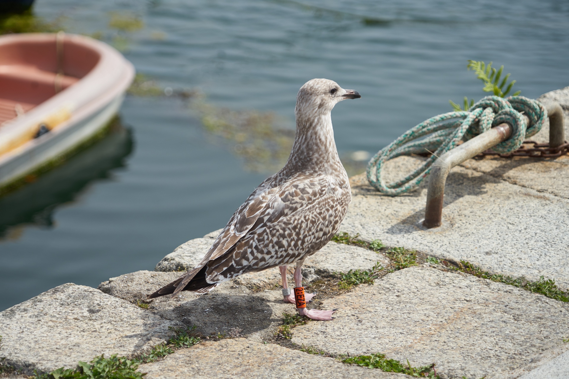 bird gull fauna free photo