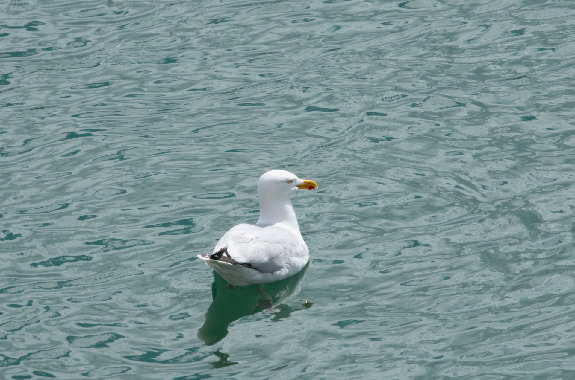 gull bird ornithology free photo
