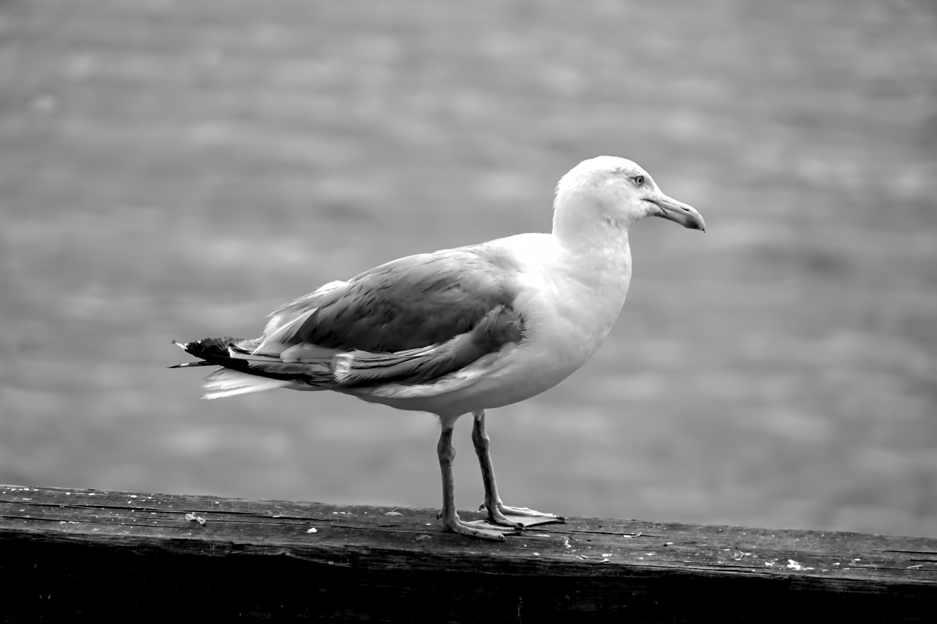 gull bird wildlife free photo