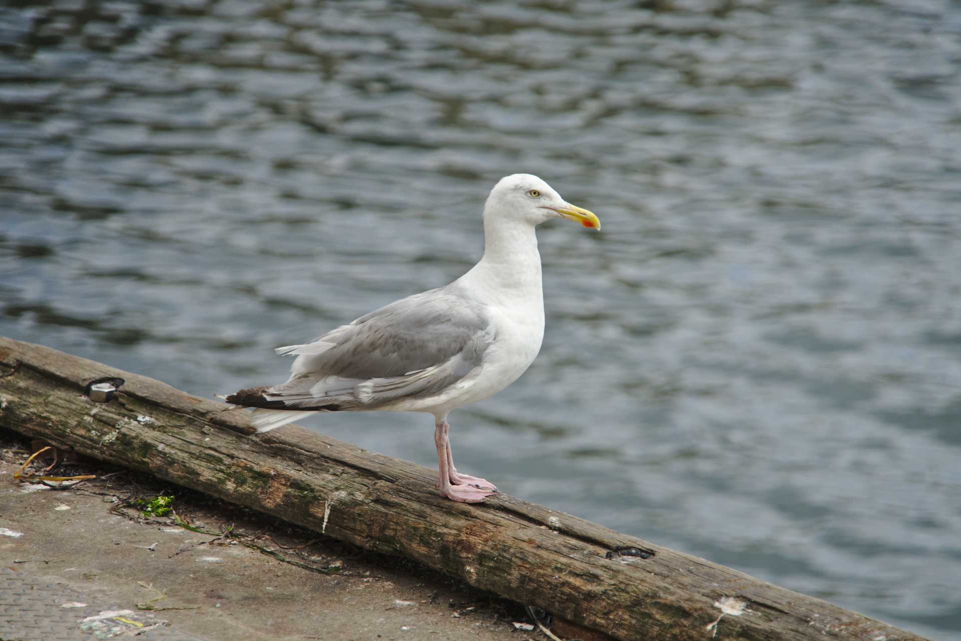 gull bird nature free photo