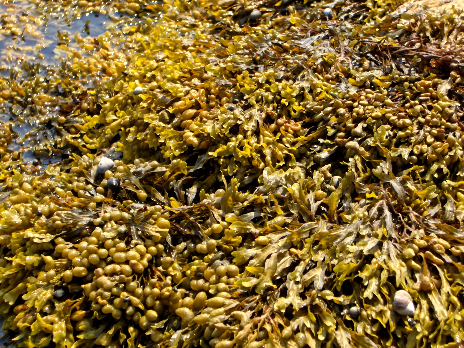 seaweed sea kelp seaweed (1) free photo