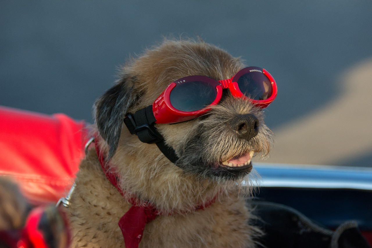 goggles dog canine free photo